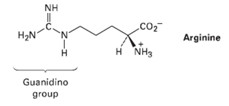 Formation Synthese De La Creatine Et La Methylation Biochimie Partie 2